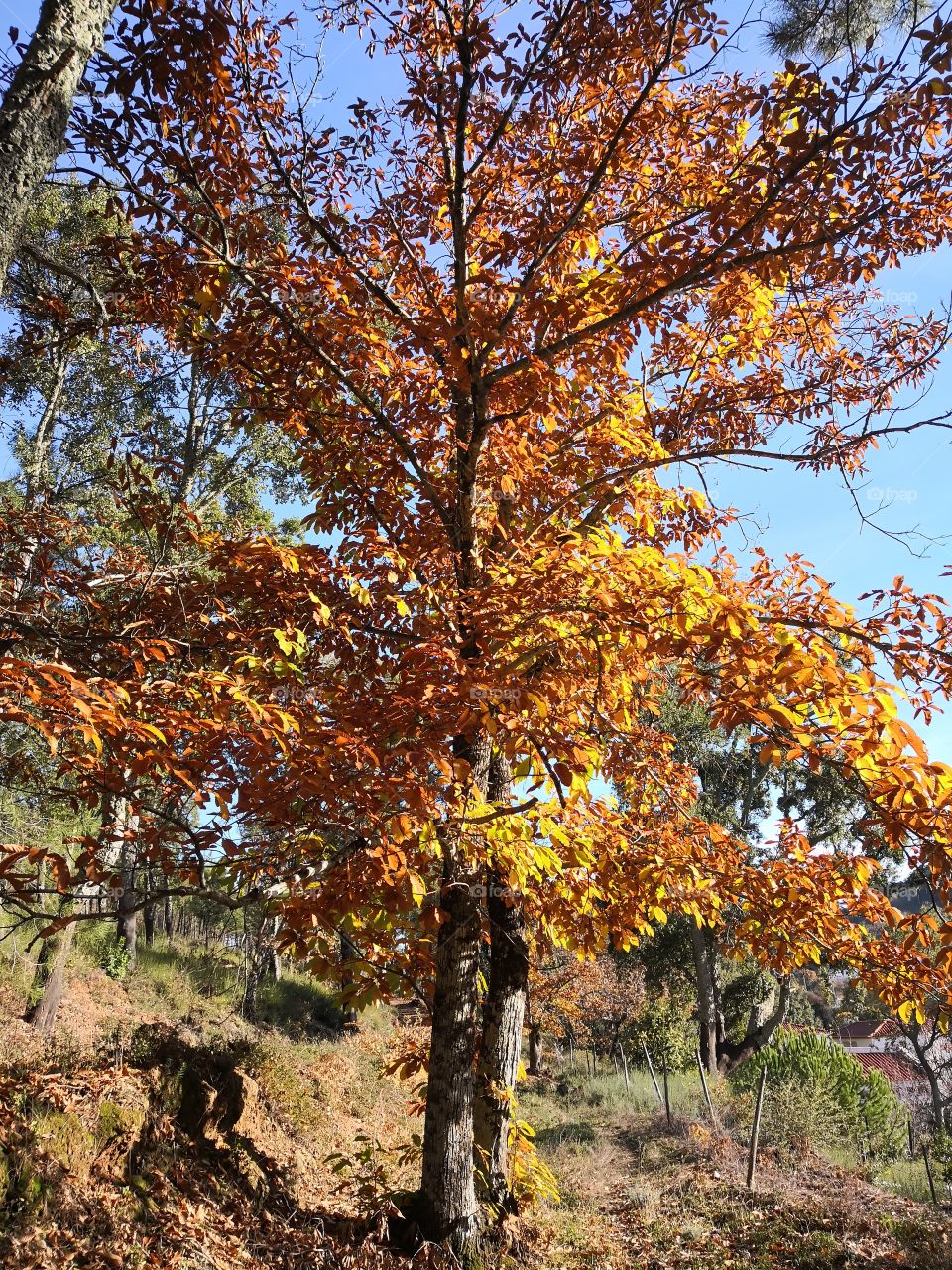 Tree, Chestnut, Nature, Autumn, Castelo de Vide, Portugal