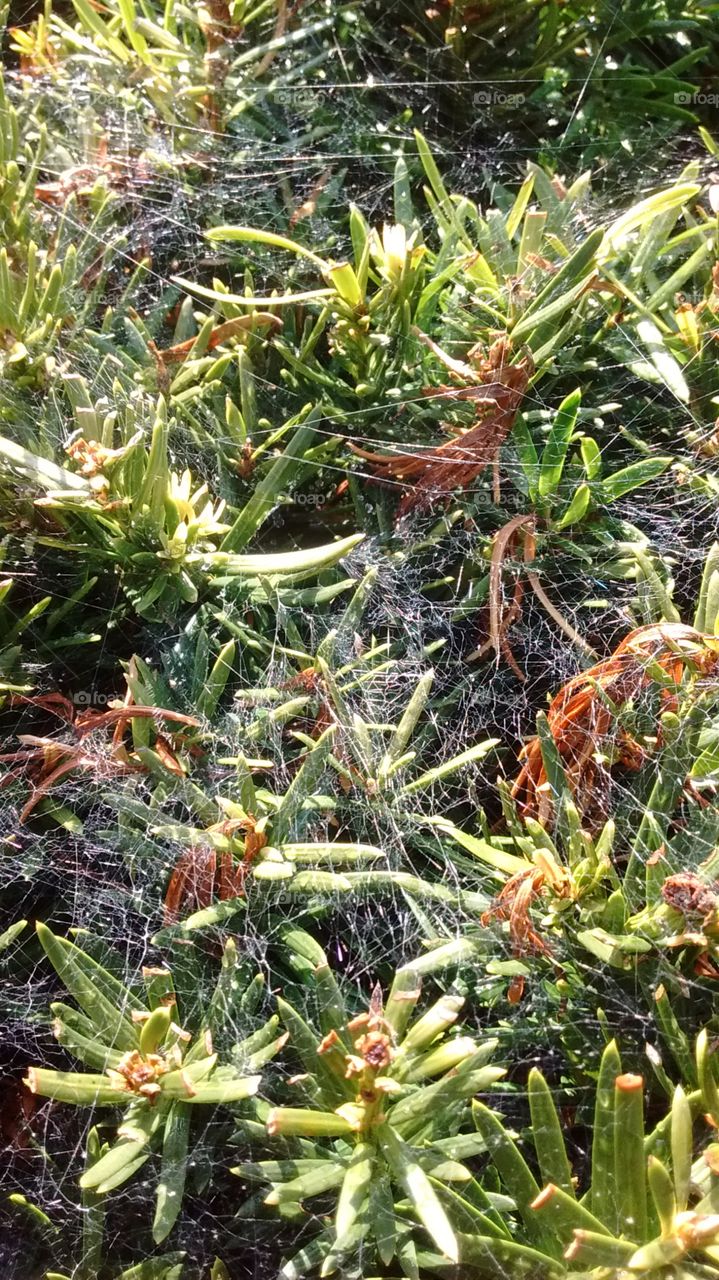 Bushes full of webs