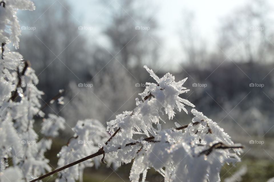 Close-up of frozen branch