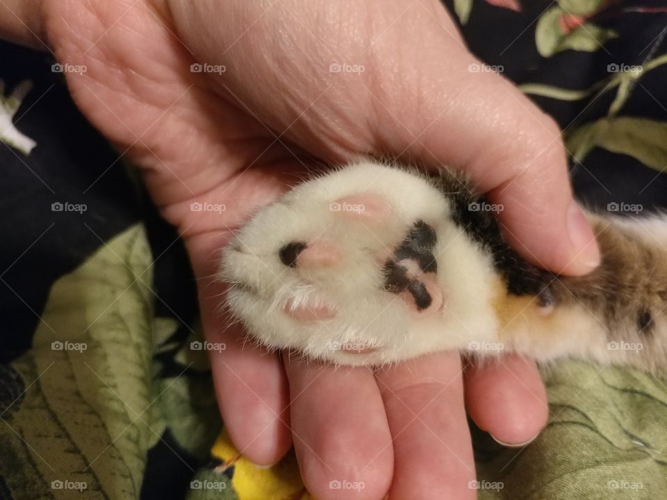 Holding the paw of a sleepy little calico kitten before anappi g this shot.