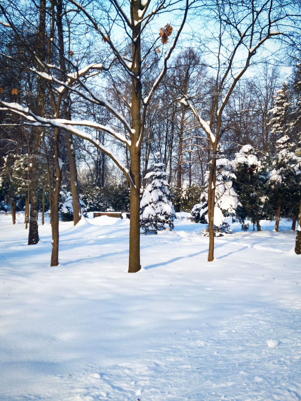 Sunny day in a snowy forest