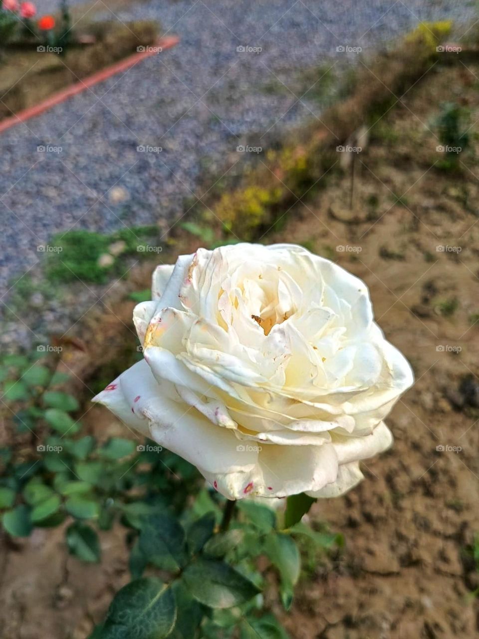 That flower blooming near the road looks like it's adding a touch of beauty to the surroundings! Nature always finds a way to brighten up our day. ๐บ๐ฟ๐ผ