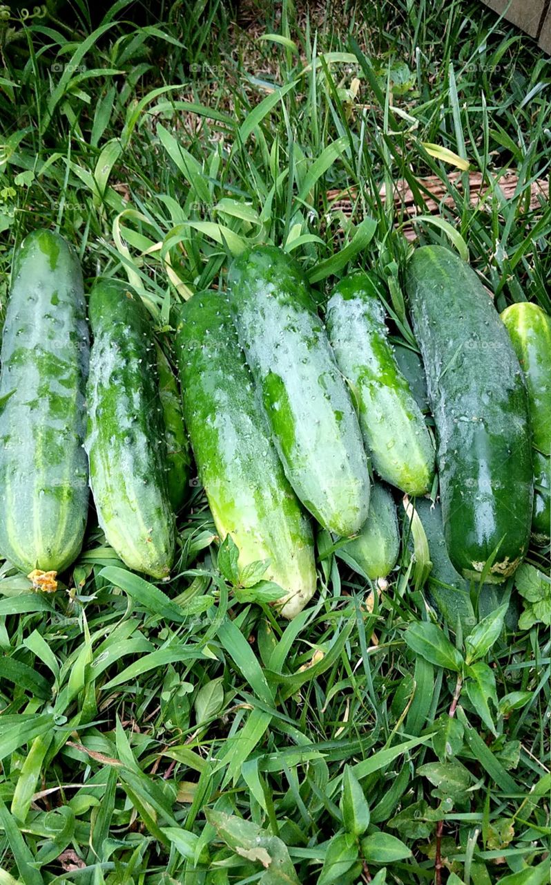 cucumbers outdoors