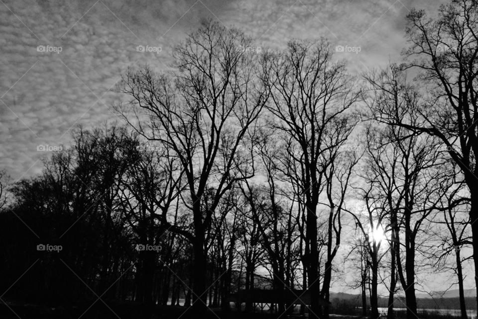 Trees in Silhouette