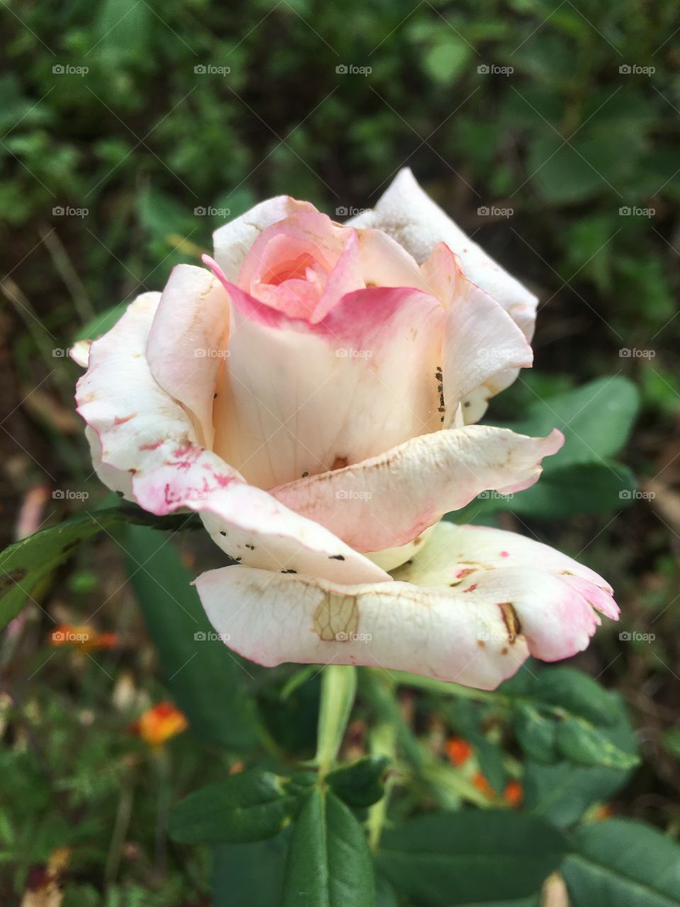 🌹 🇺🇸 Very beautiful flowers to brighten our day.  Live nature and its beauty. Did you like the delicate petals? / 🇧🇷 Flores muito bonitas para alegrar nosso dia. Viva a natureza e sua beleza. Gostaram das pétalas delicadas? 