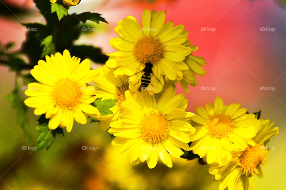A honey bee over a daisy.