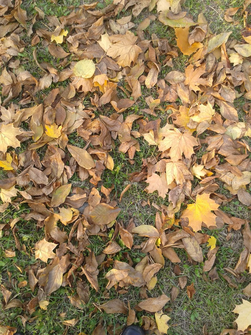 a falled leafs on a ground