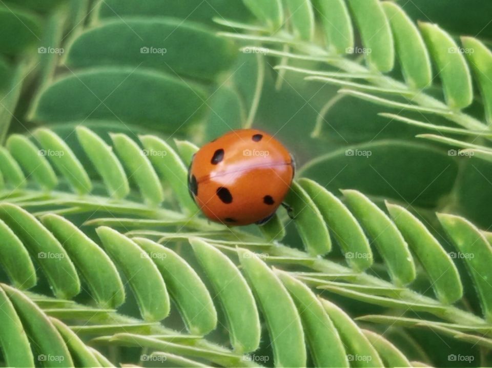 The seven-point ladybird is the most numerous, trans-Palearctic species of ladybirds.