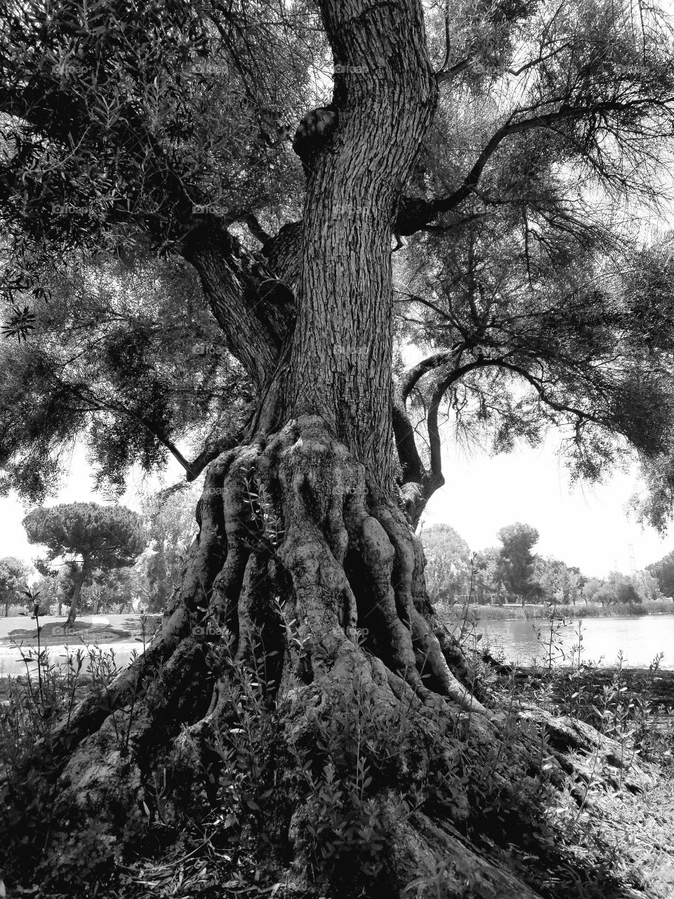 old tree on a lake