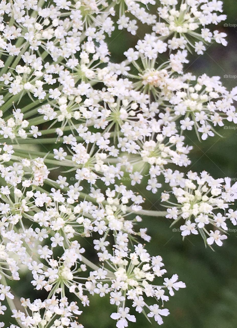 Close up of wild carrot