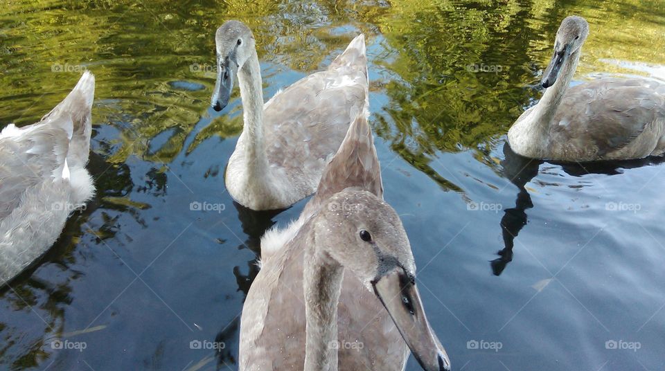 hungry cygnets