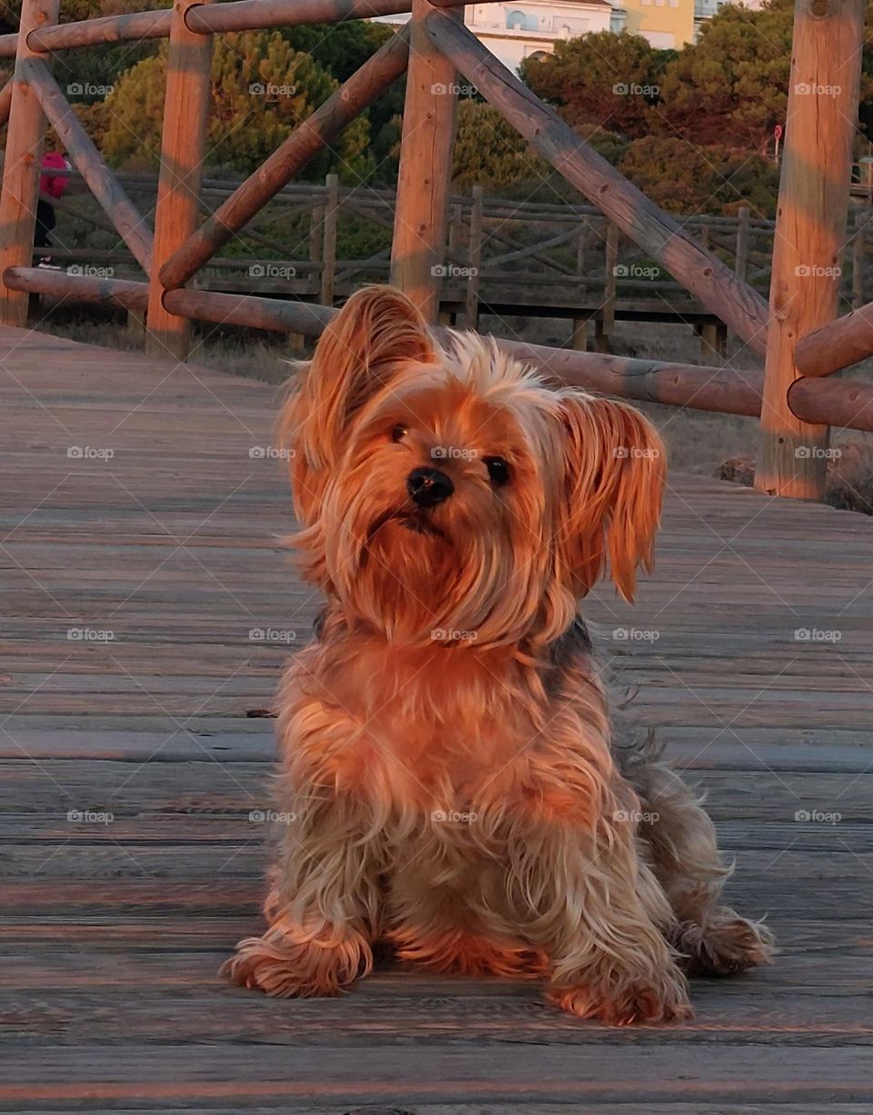 Yorkshireterrier