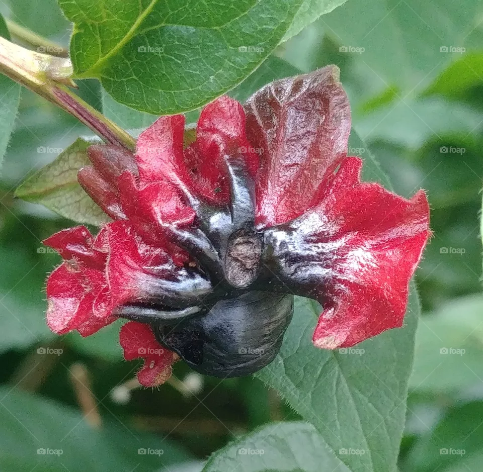 beere blume blühten Blüte rot red Schwarz black