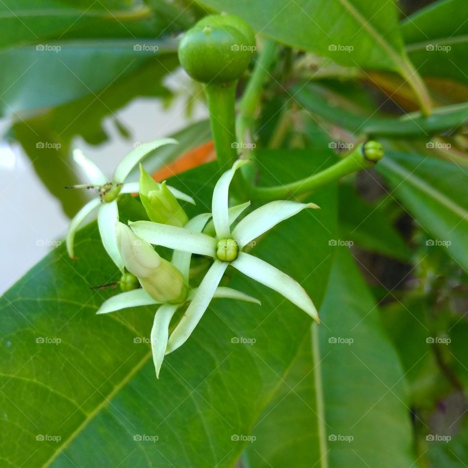 White flowers on the park