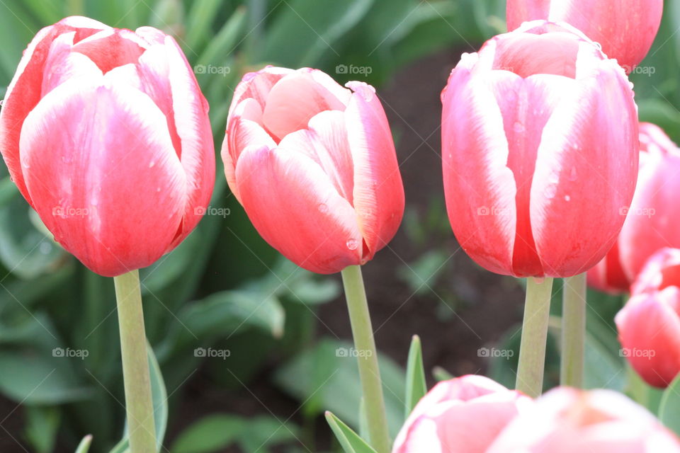 three tulips