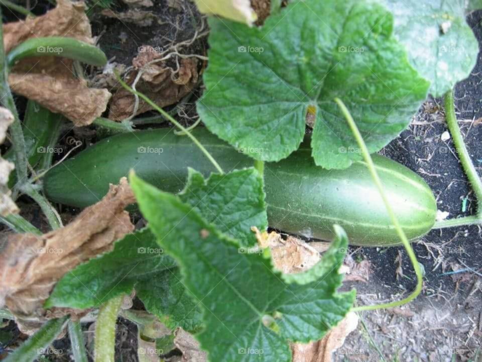 Cool as a cucumber in my garden.