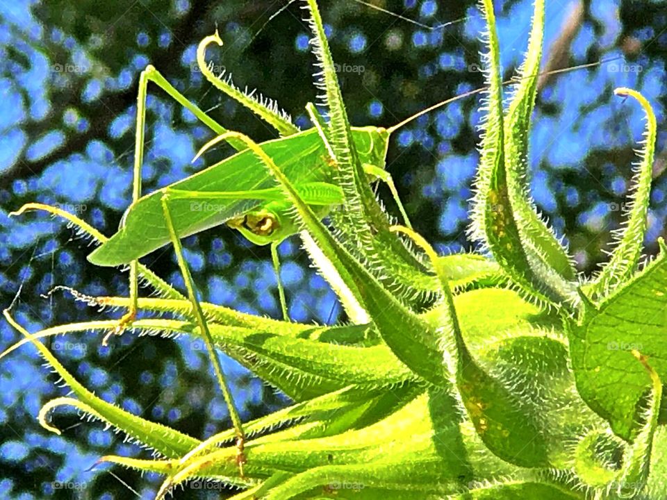 Blending in aphid (bug)