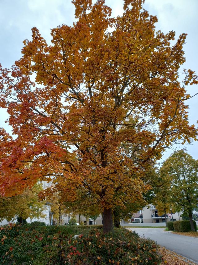 Beautiful Tree in Early Autumn