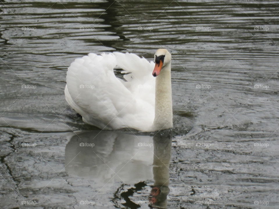 Bird, Swan, Water, Lake, Pool