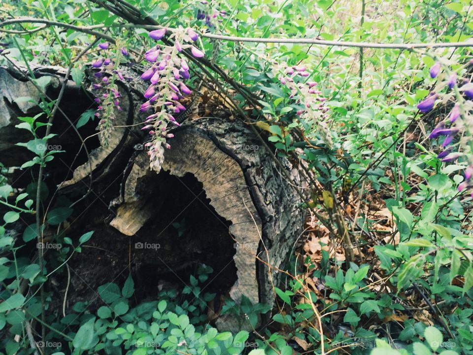 Lush Forest . Flora