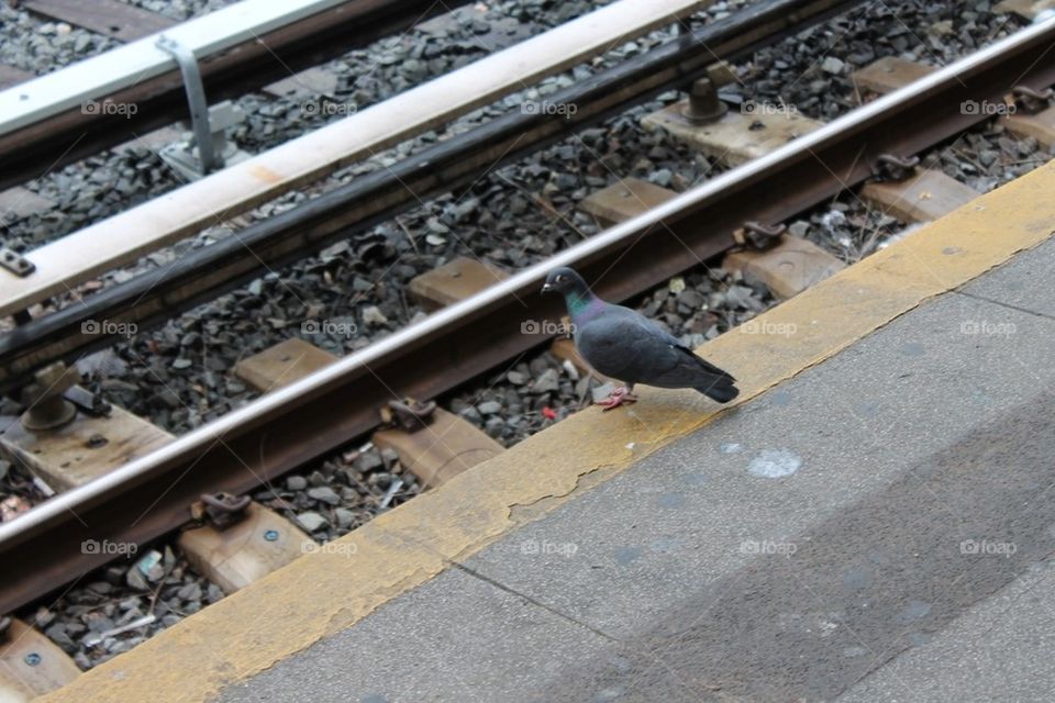 Pigeon waiting for train