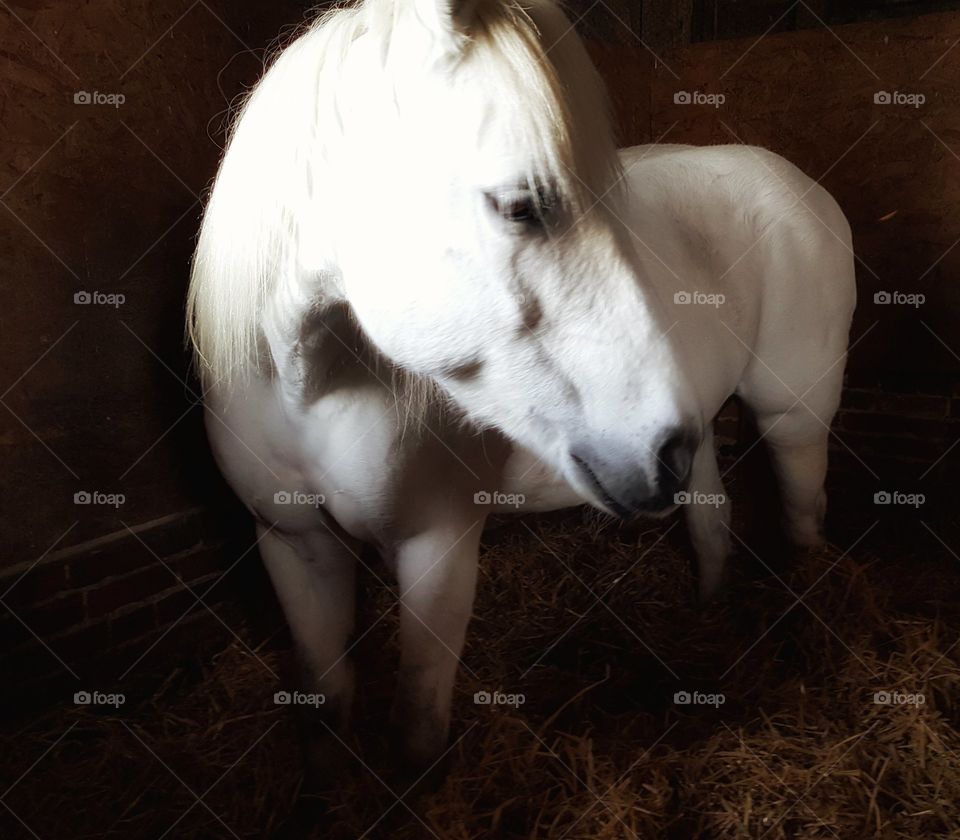 White Pony