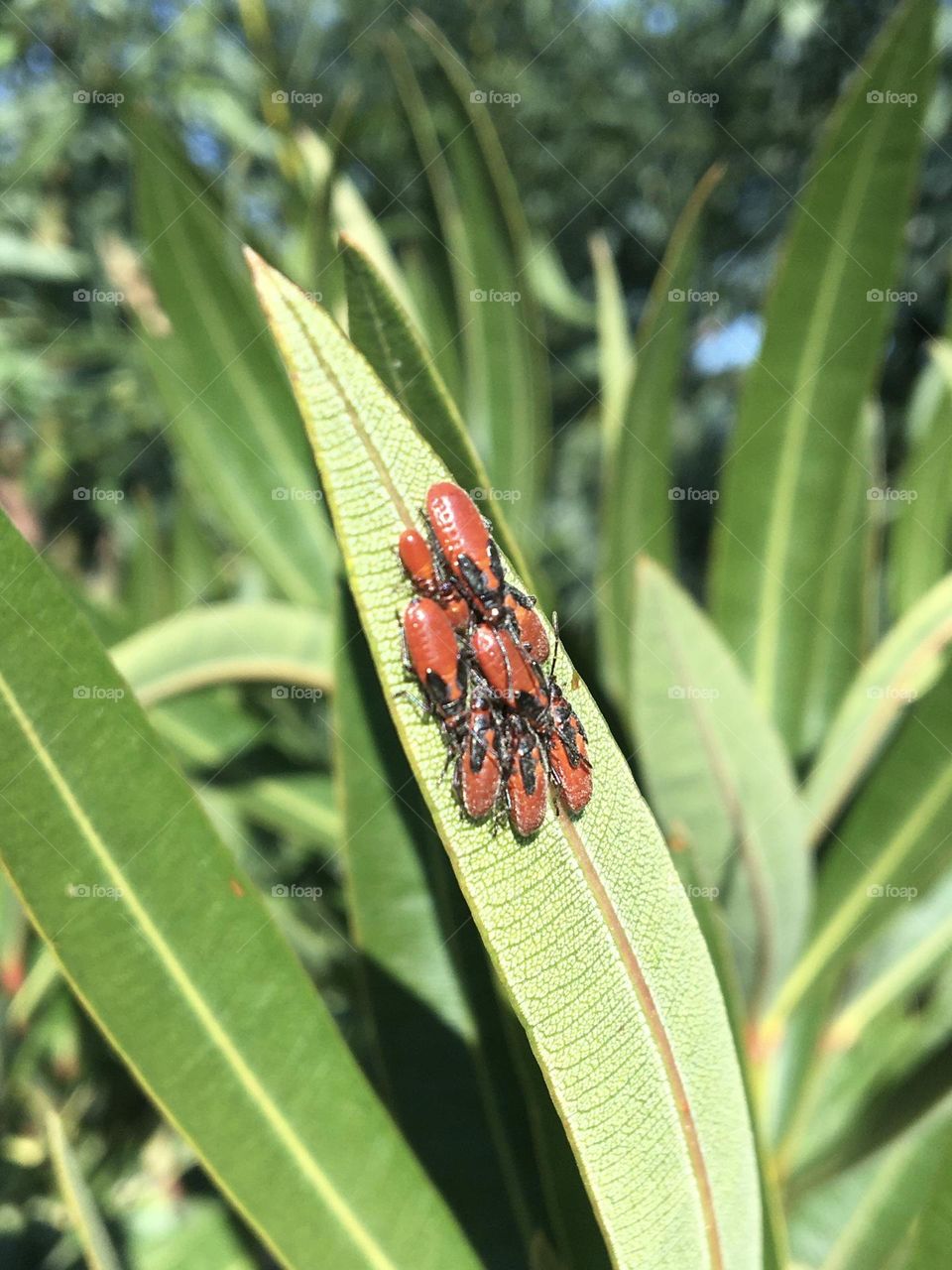 Insects familial gathering 