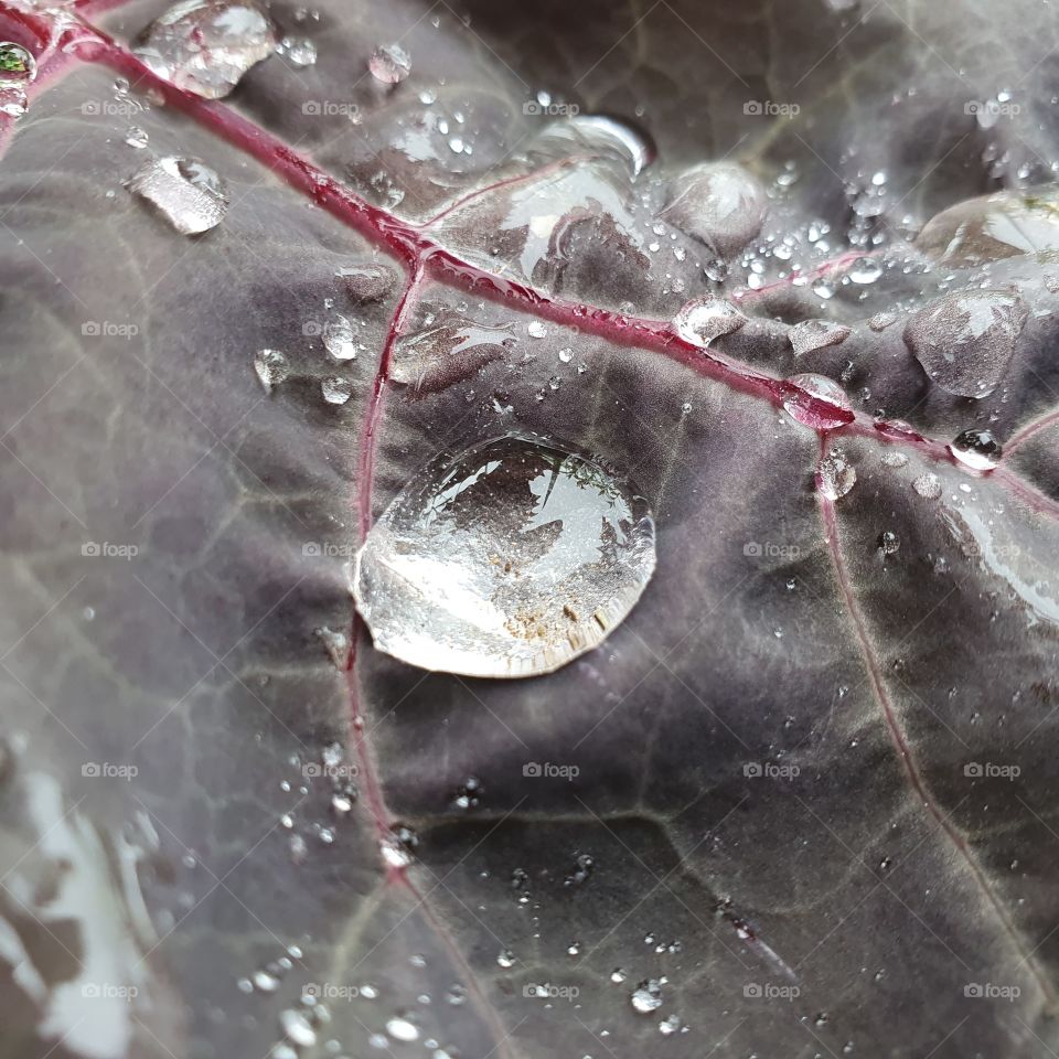 a large dew-drop on a purple leaf