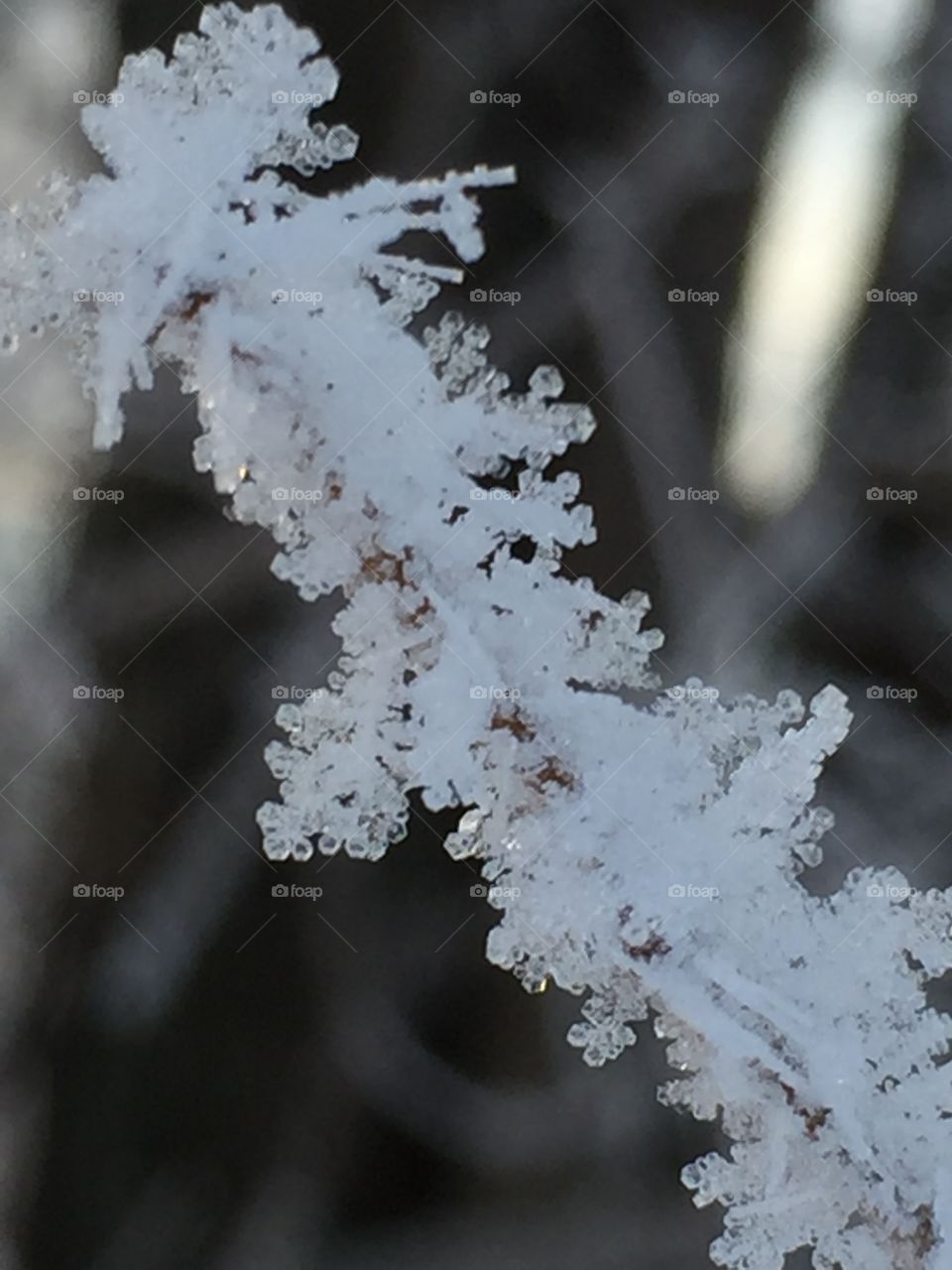 Snow Crystals