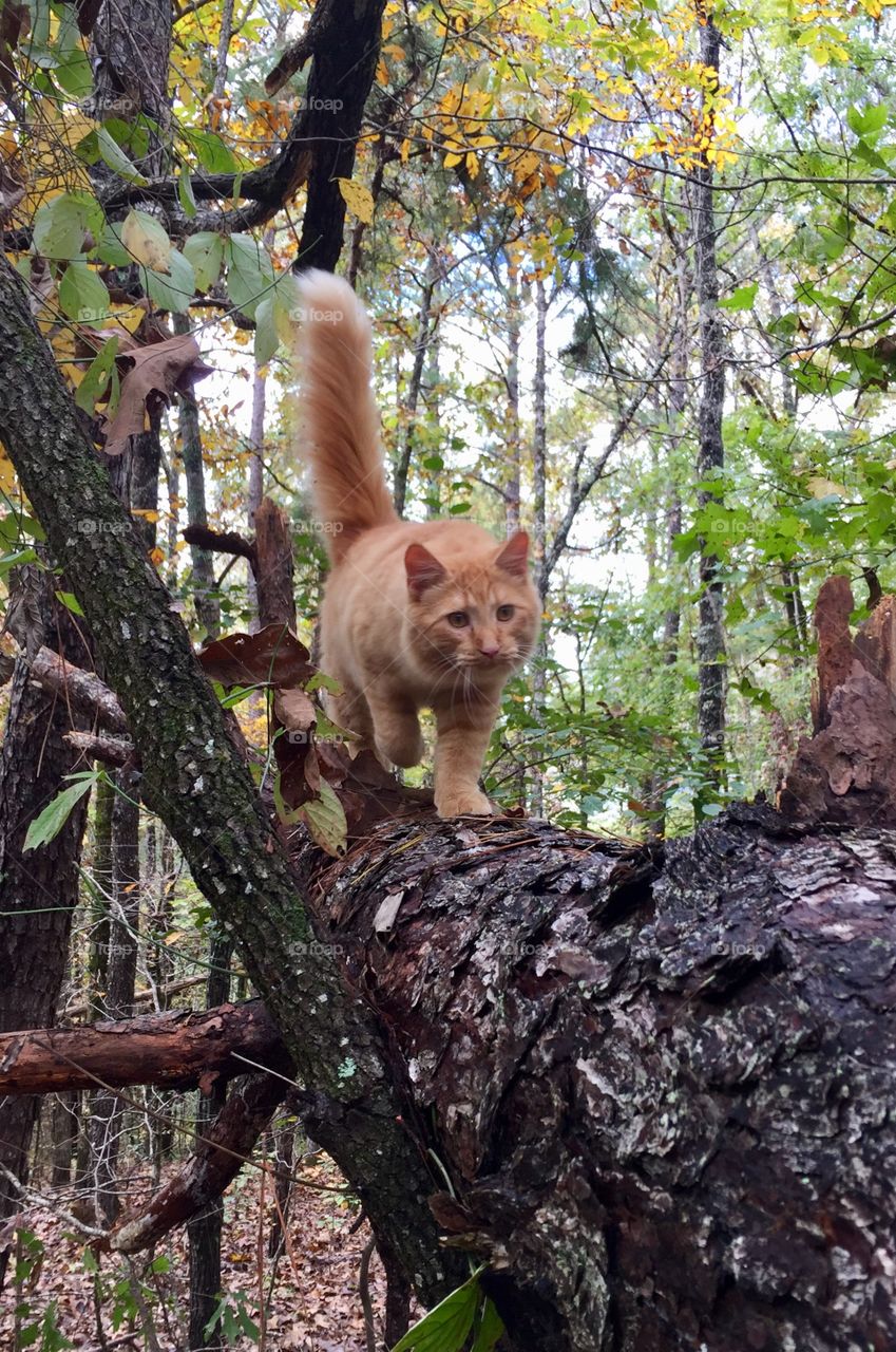 He thinks he’s a tiger. Walking stealthily along the fallen tree. Has his eye focused on something. 