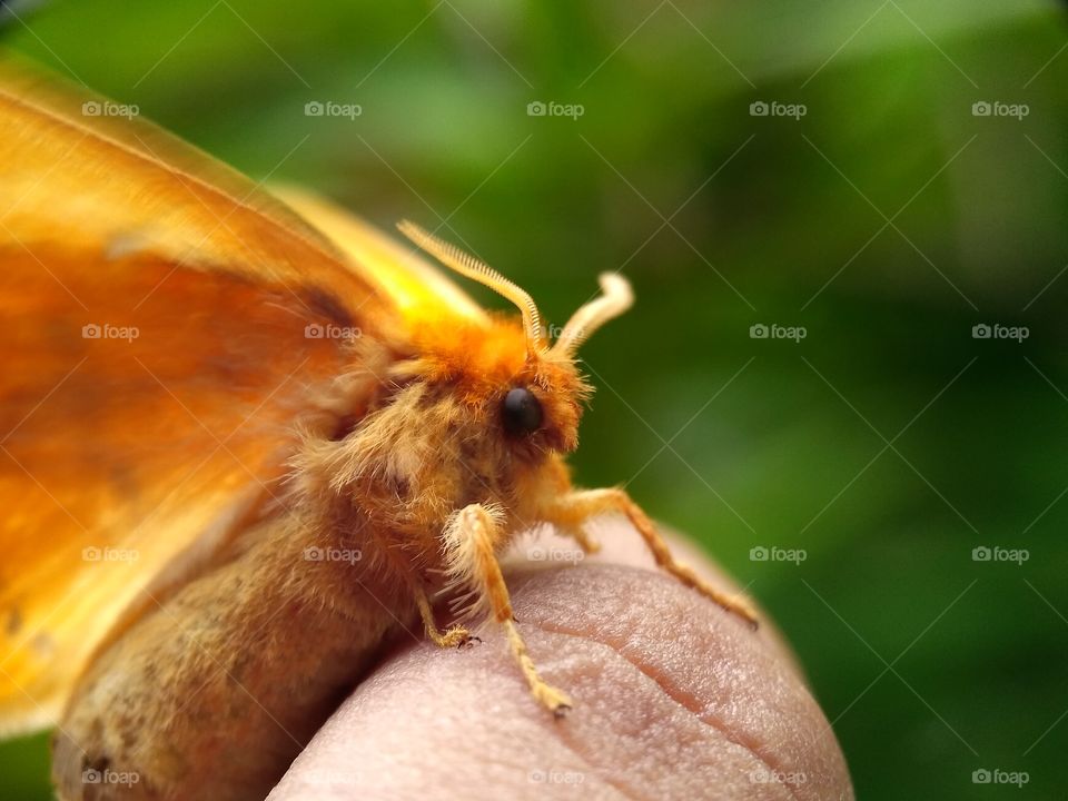 little moth