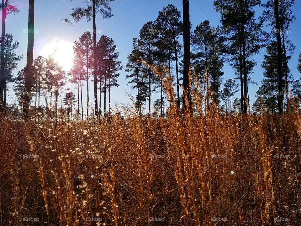 Georgia pines