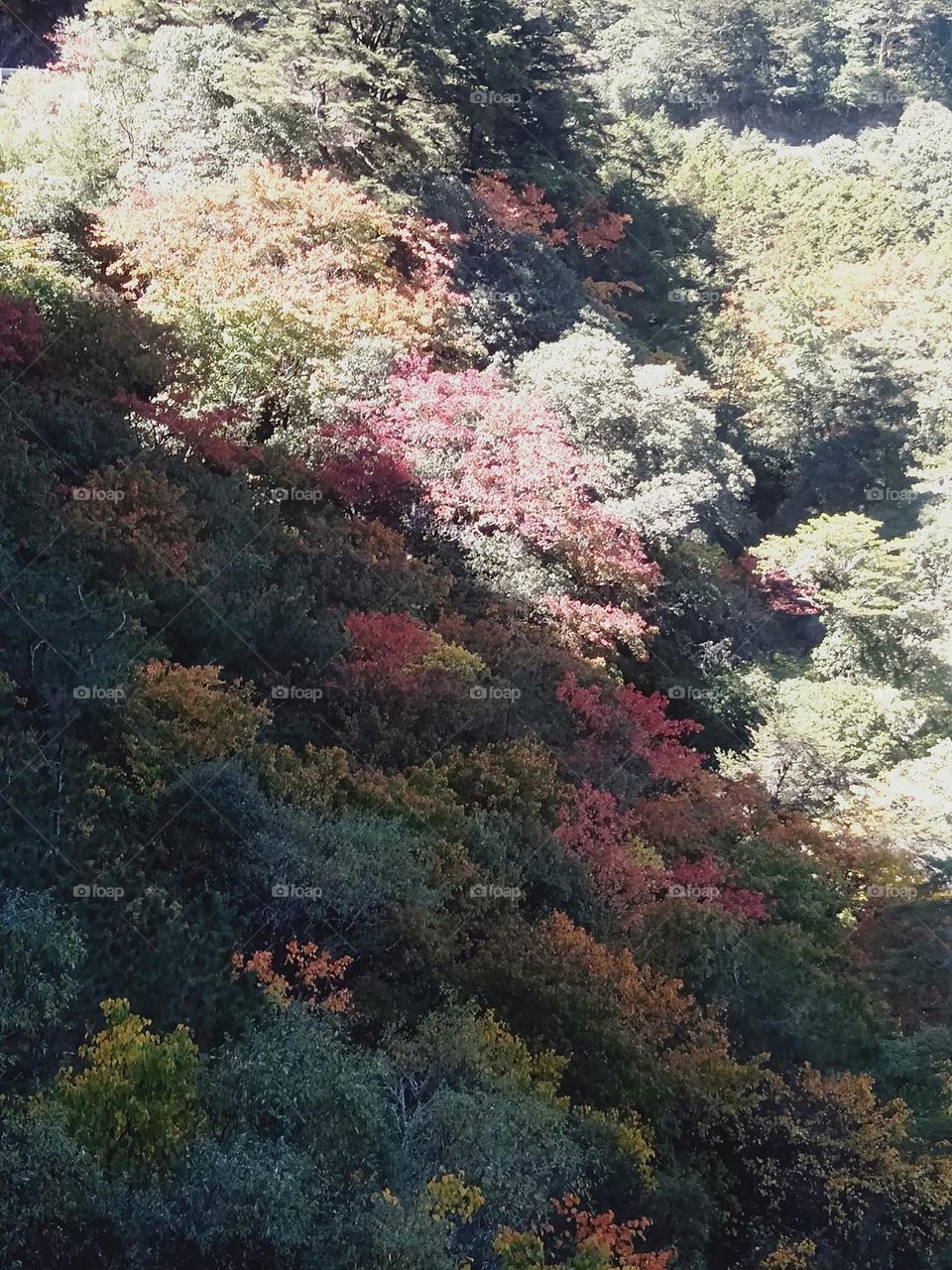 Beautiful maple forest natural landscape