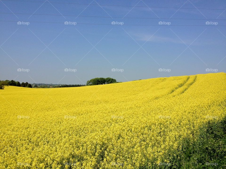 field yellow denmark cornfield by netking