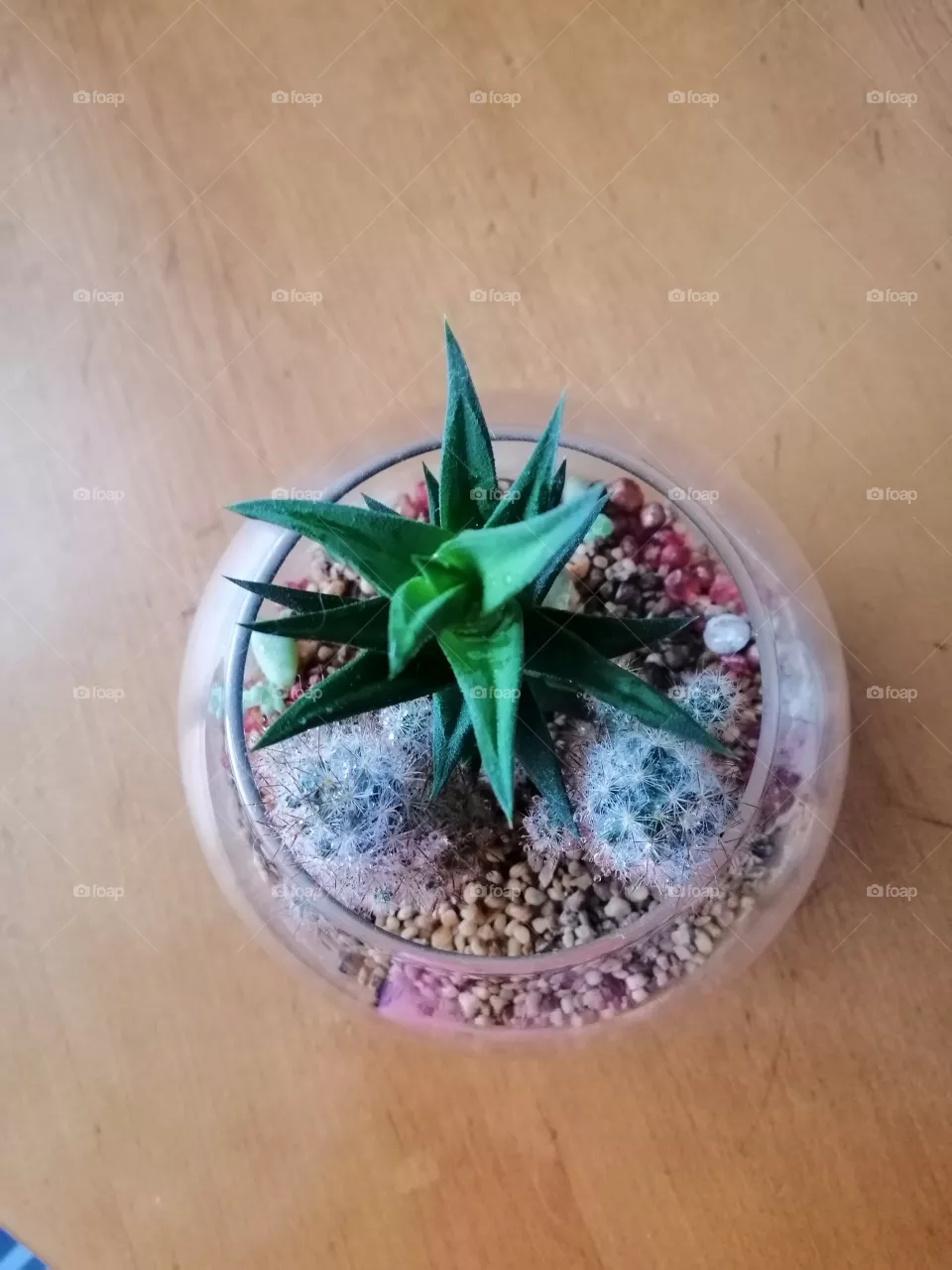 Cactus