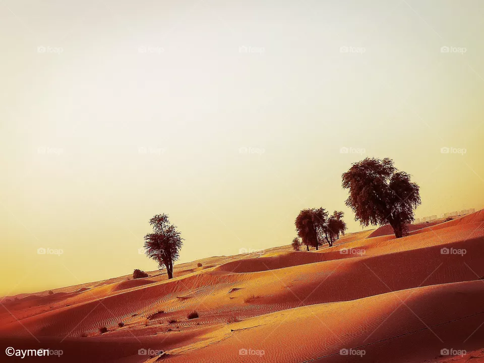 Desert views
