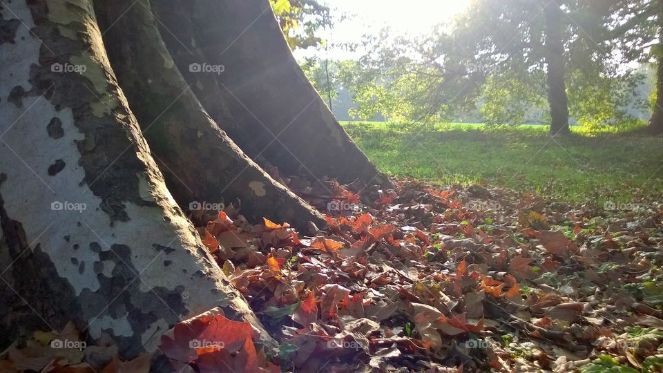 Grande Albero in autumn I