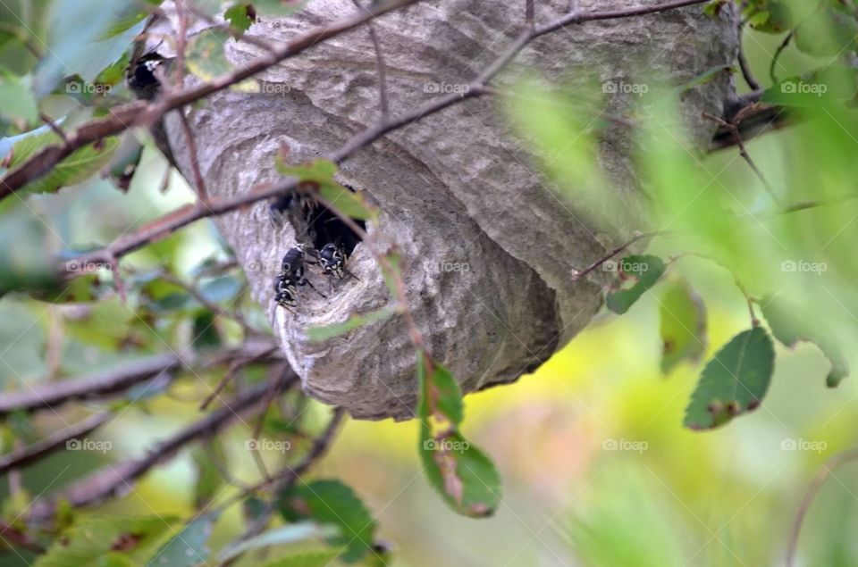 All abuzz. Hornets' nest