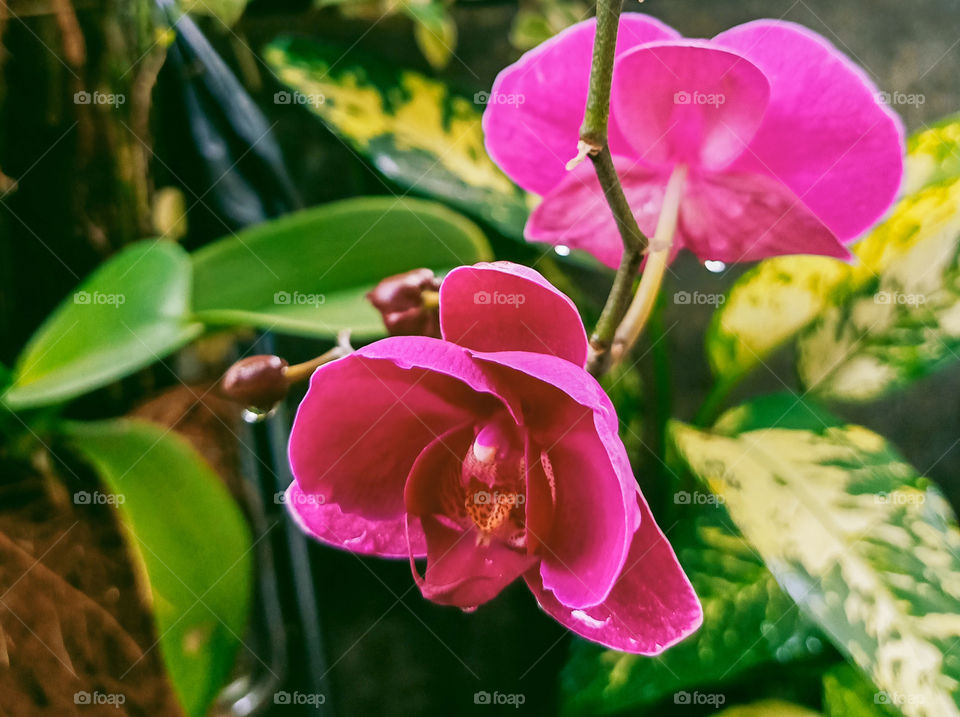 blooming Orchid Flower in the morning