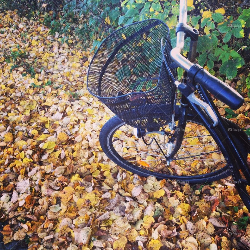 Bicykle, bike , autumn , leaf 