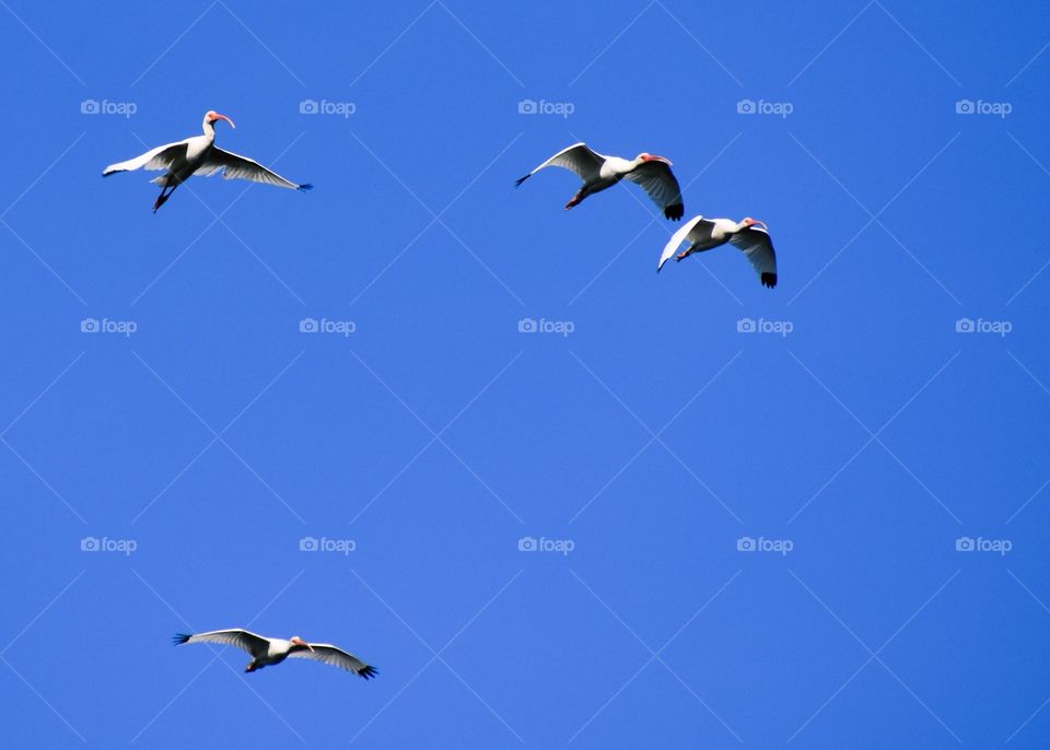 Low angle view of flying birds