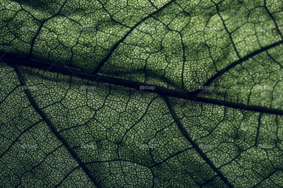 Macro shot of green leaf . Texture background