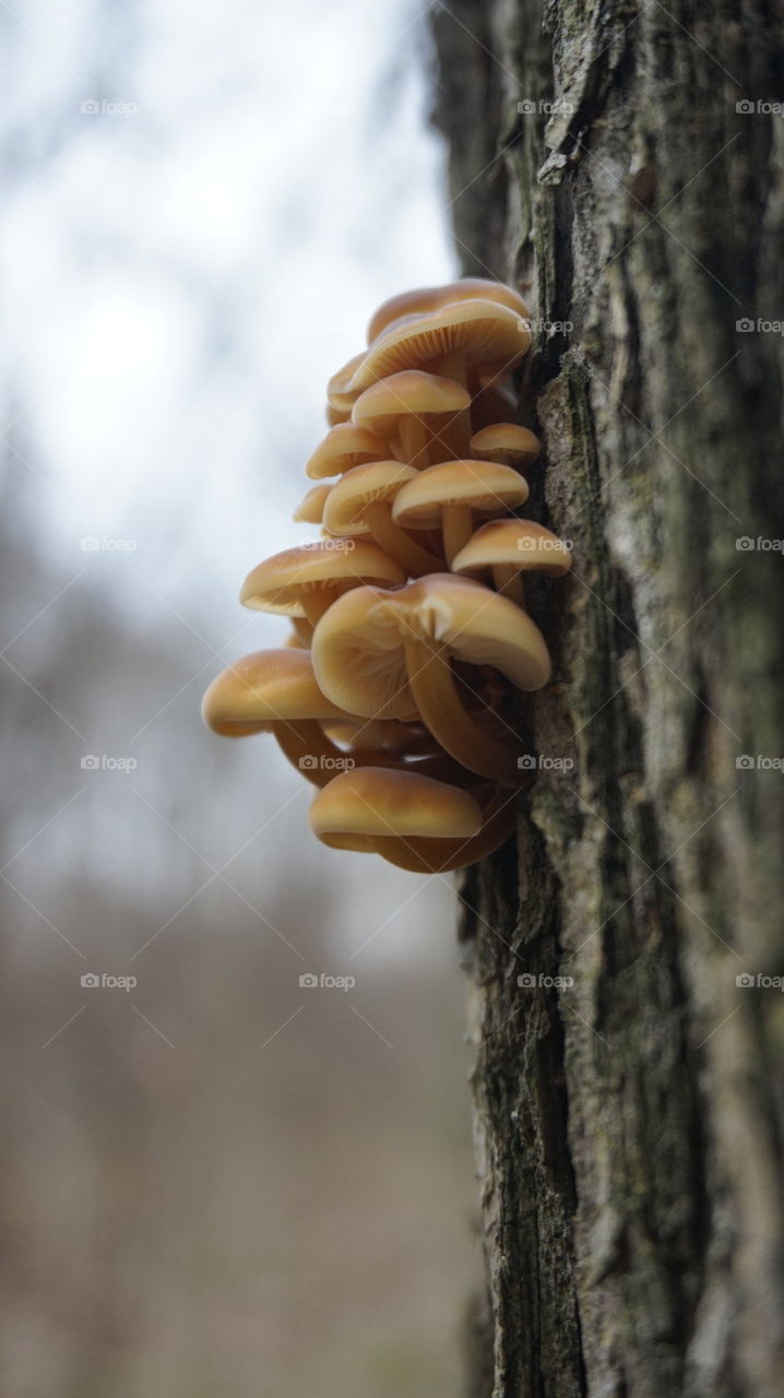 nature#mushrooms
