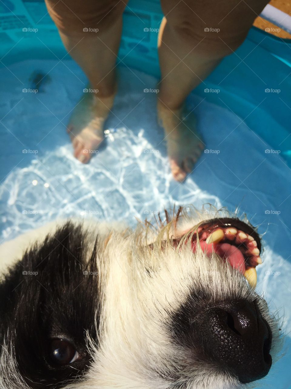 Our dog gizzy enjoying the pool