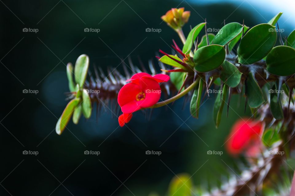 Red flowers