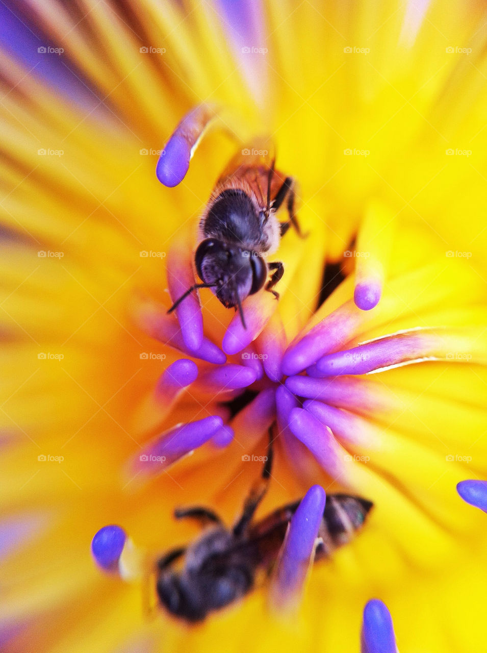 pollen nature flower sweet by wacharapol