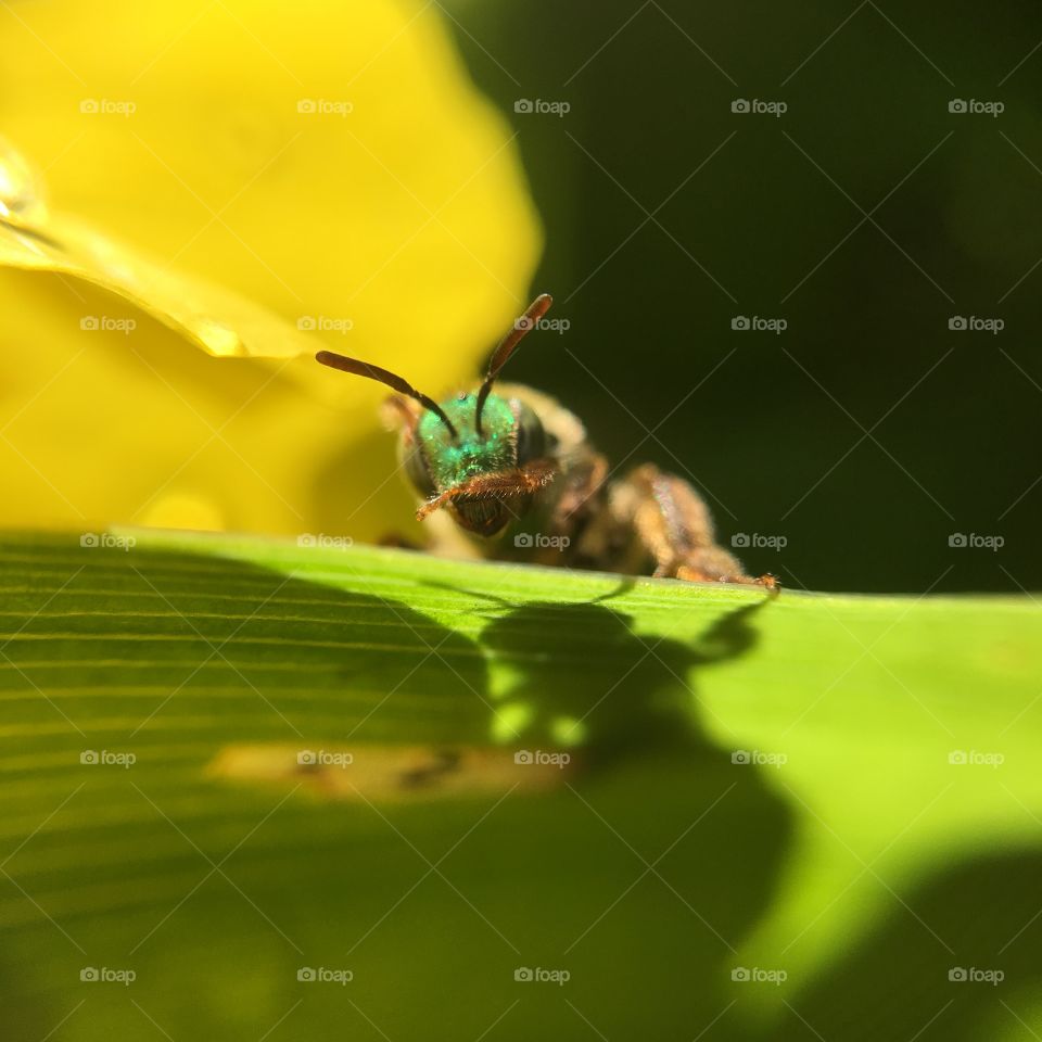 Green-headed bee closeup on leaf with shadow  grooming after a summer rain shower series