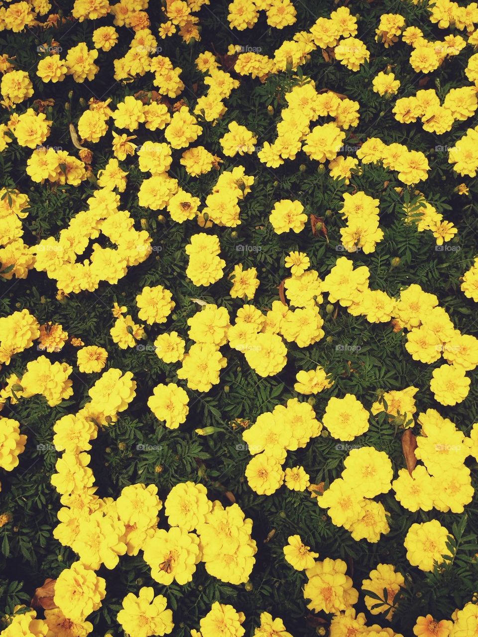 Yellow Carnations