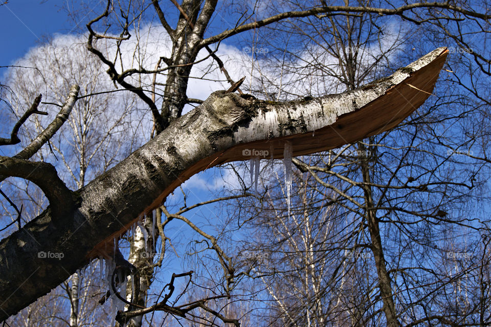 замороженный березовый сок