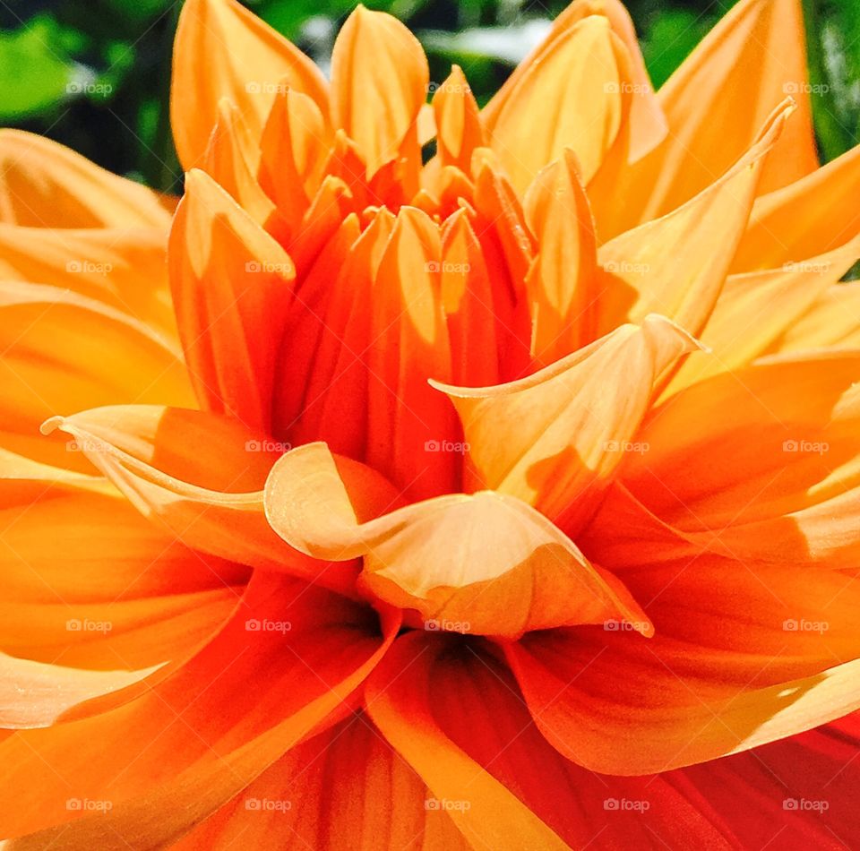 Orange dahlia 